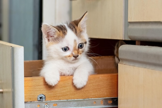 Un pequeño y hermoso gatito está sentado en la cocina en una caja y mira fijamente a la cámara Gatos interesantes y divertidos
