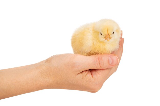 pequeño y hermoso pollito recién nacido en una mano femenina aislada de fondo blanco