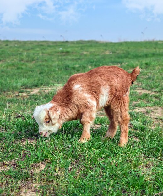 Un pequeño y hermoso primer plano de cabra pasta en el campo