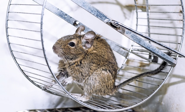 Pequeño hogar australiano mascota Degu