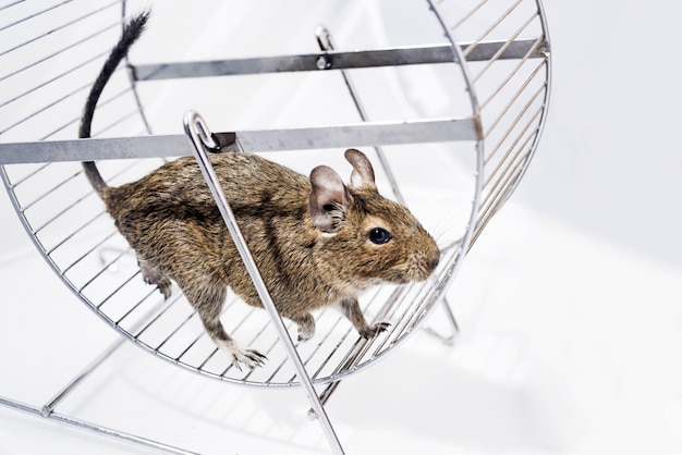 Pequeño hogar australiano mascota Degu.