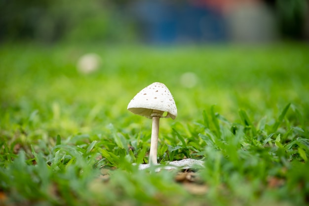 Un pequeño hongo blanco está creciendo en el suelo entre la hierba verde en el jardín.