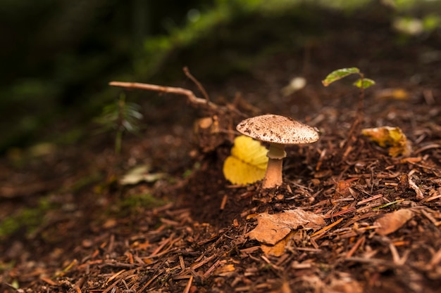 Pequeño hongo en el bosque