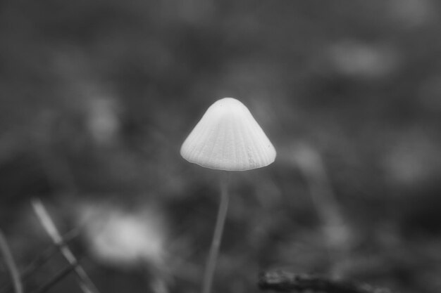 Un pequeño hongo de filigrana tomado en blanco y negro con una luz suave