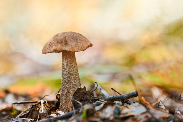 Pequeño hongo Leccinum versipelle en liquen de musgo