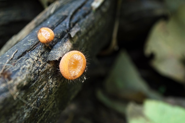 Pequeño hongo naranja con espinas nacido en tronco de madera