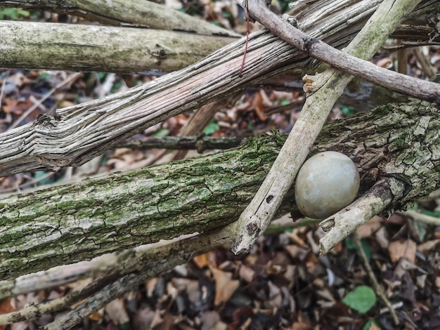 El pequeño huevo yace en una bifurcación de ramas en el bosque