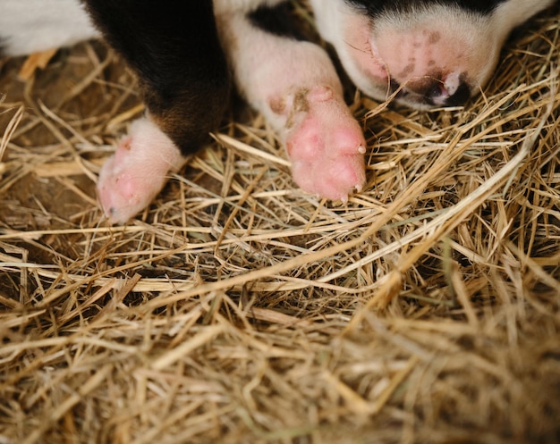 Un pequeño husky de Alaska de la perrera de perros de trineo del norte duerme acostado en el heno