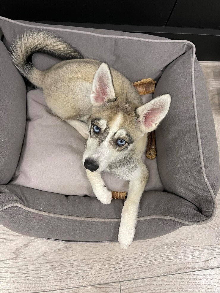 Foto pequeno husky da raça alaskan klee kai está dormindo em close