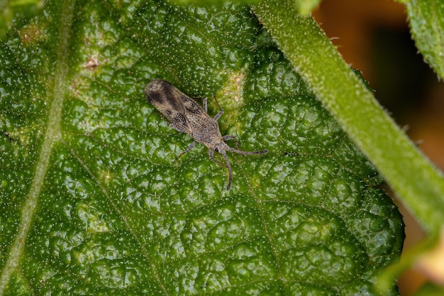 Pequeño insecto de encaje de la familia Tingidae