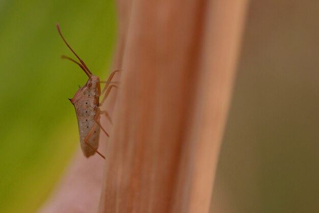 Pequeño insecto extraño En hojas secas En el campo En la puesta de sol