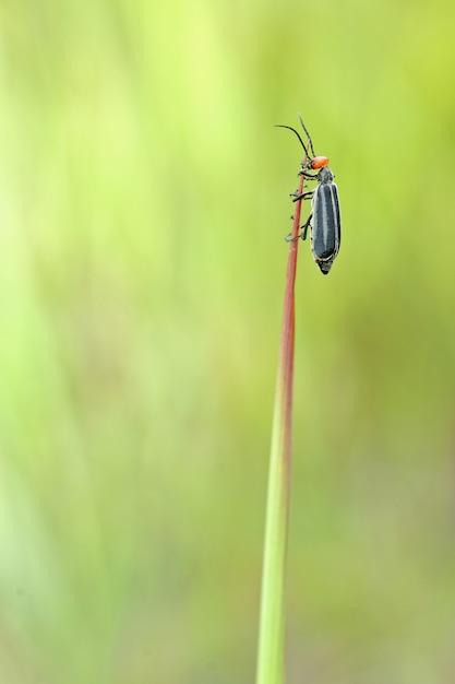 Foto pequeño insecto macro