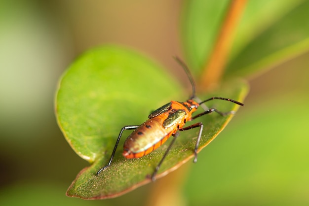 Pequeño insecto en medio del follaje visto a través de un enfoque selectivo de lente macro