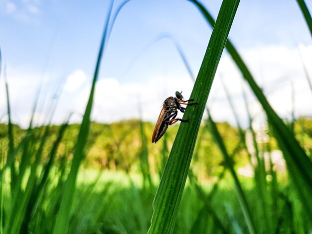 Pequeño insecto vintage en el fondo de la hierba hermosa naturaleza concepto hoja tropical