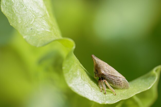 Pequeno inseto pertencente à família Membracidae, caracterizada por seu grande pronoto.