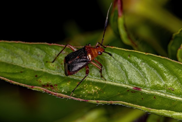 Pequeno Inseto Planta do Gênero Horciasinus