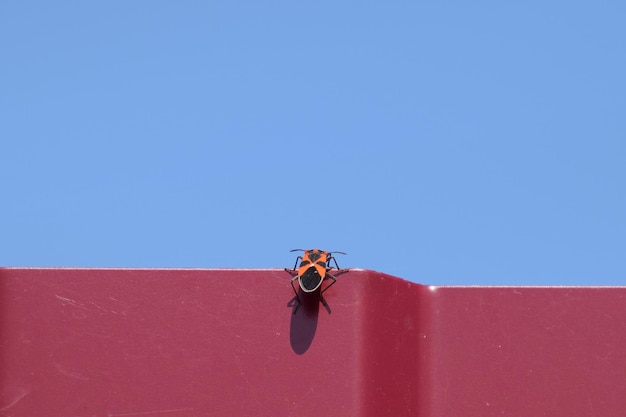 Pequeno inseto vermelho sobe por uma cerca vermelha