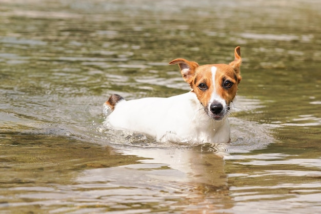 Pequeño Jack Russell terrier arrastrándose en aguas poco profundas en un día de verano, su piel mojada por nadar