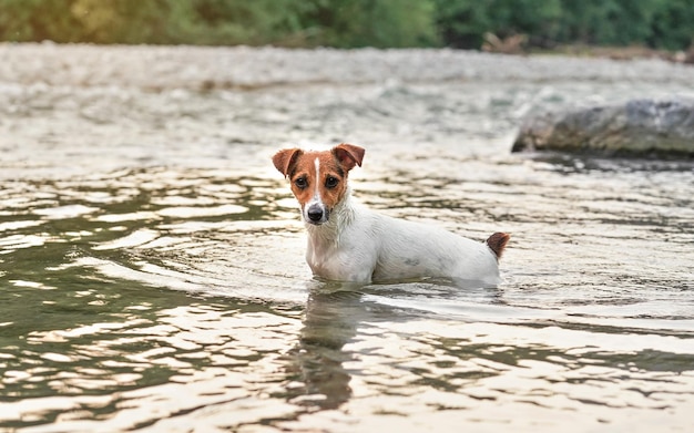 Pequeño Jack Russell terrier arrastrándose en aguas poco profundas en un día de verano