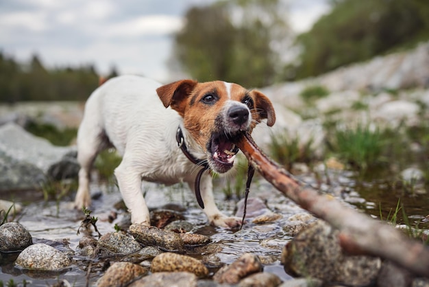 Pequeno Jack Russell terrier brincando no rio, andando em pedras molhadas, mastigando e puxando vara de madeira