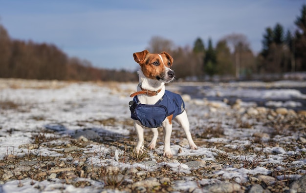 El pequeño Jack Russell terrier con chaqueta azul de invierno se encuentra sobre rocas cerca del río con parches de nieve durante el helado día de invierno, árboles borrosos y colinas detrás de ella