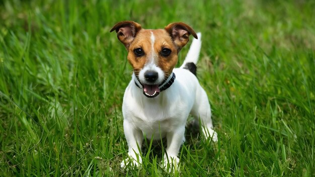 Pequeno jack russell terrier em branco