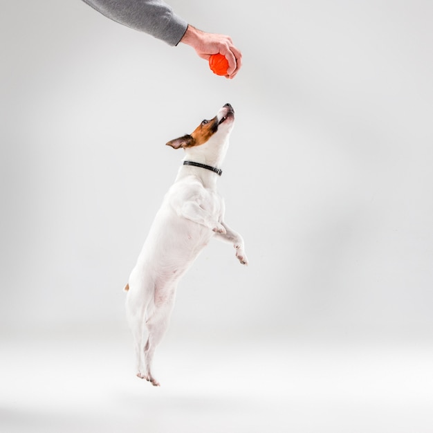 Pequeño Jack Russell Terrier jugando sobre fondo blanco.