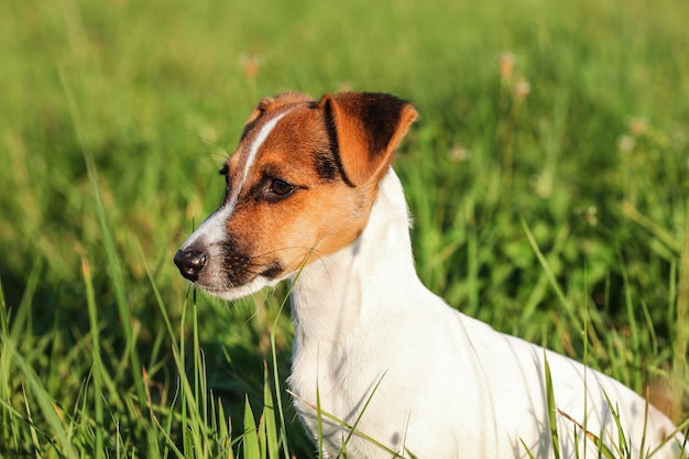 Pequeño Jack Russell terrier sentado en la hierba baja, mirando al lado, detalle en la cabeza.