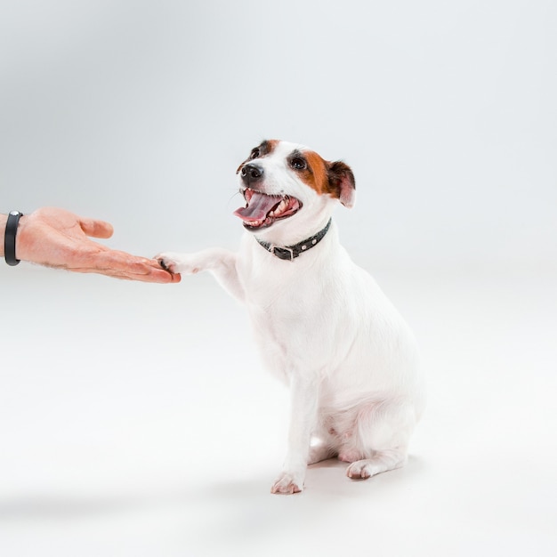 Pequeno jack russell terrier sentado no fundo branco