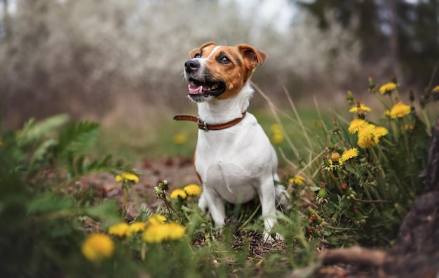 Pequeno Jack Russell terrier sentado no prado na primavera, boca aberta olhando para cima, flores dente-de-leão amarelas perto