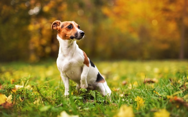 Pequeño Jack Russell terrier sentado en la pradera en otoño, fondo de árboles borrosos amarillos y naranjas