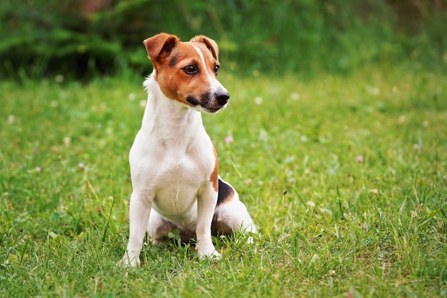 Pequeño Jack Russell terrier sentado sobre hierba baja, mirando hacia un lado, arbustos borrosos en el fondo.