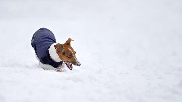 Pequeno Jack Russell terrier vestindo jaqueta de inverno azul brincando com vara de madeira no chão coberto de neve, segurando na boca