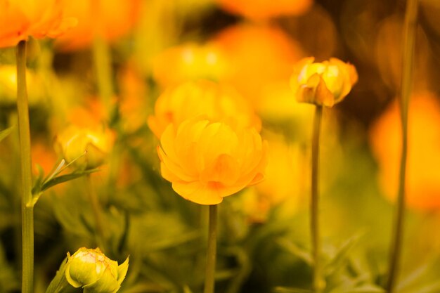 Pequeno jardim em plena floração no início da primavera.