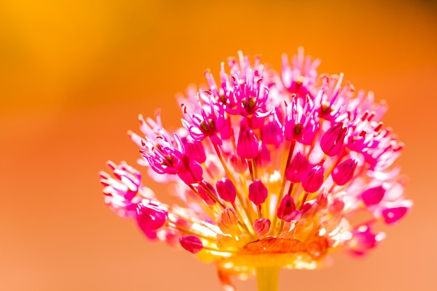 Pequeno jardim em plena floração no início da primavera.