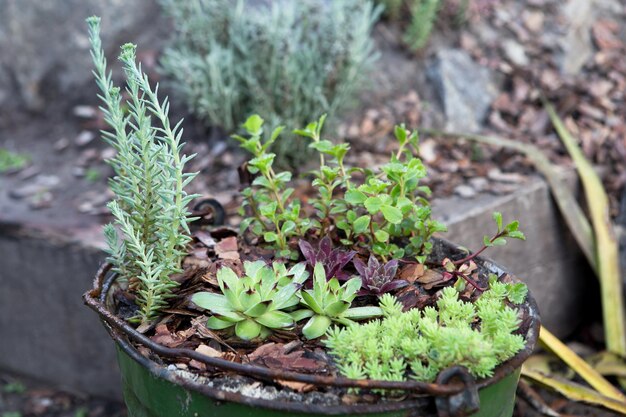 Pequeno jardim em um antigo conceito de jardinagem de balde