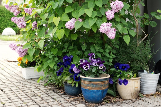 Pequeno jardim na entrada da casa, amores-perfeitos em vasos de lilases