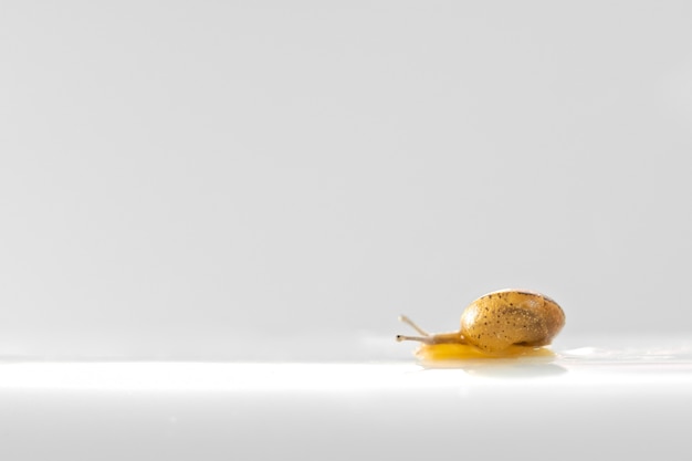 Pequeño jardín caracol amarillo aislado sobre fondo blanco.