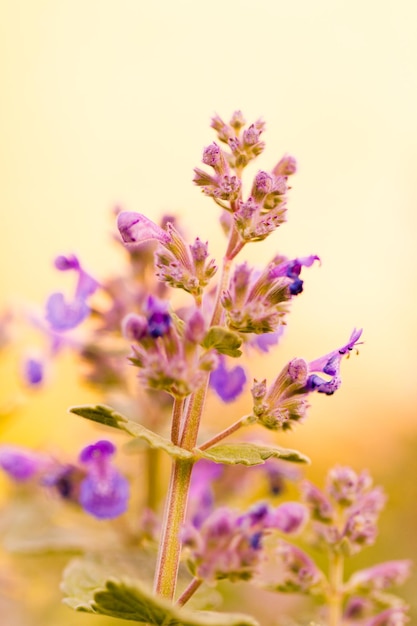 Foto pequeño jardín en flor a principios de primavera.