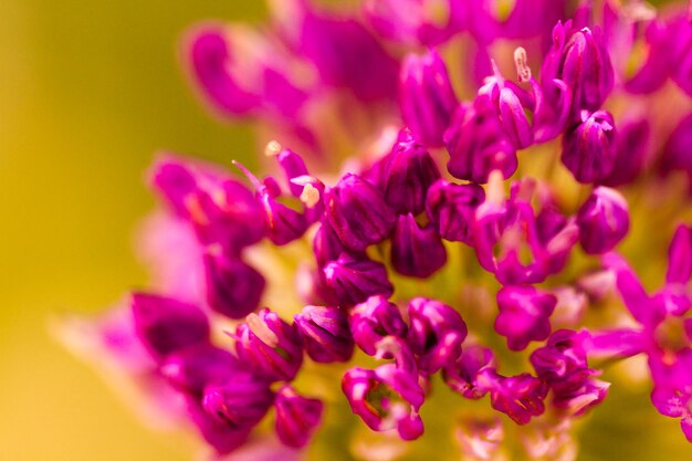 Pequeño jardín en flor a principios de primavera.