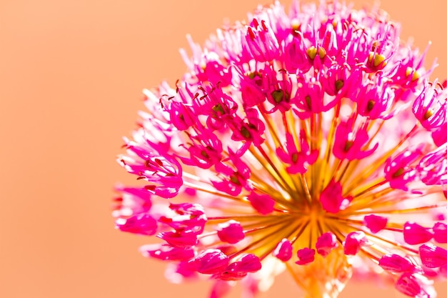 Pequeño jardín en flor a principios de primavera.