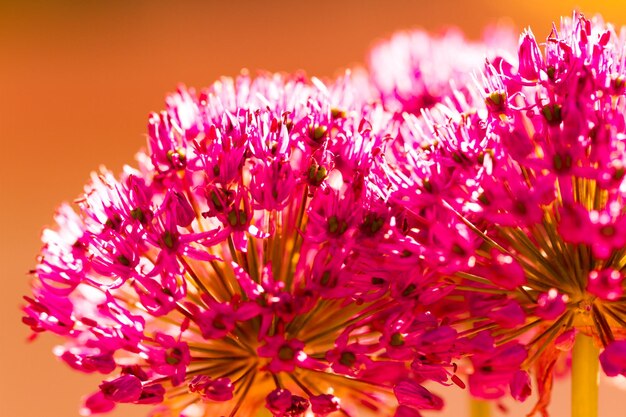 Pequeño jardín en flor a principios de primavera.