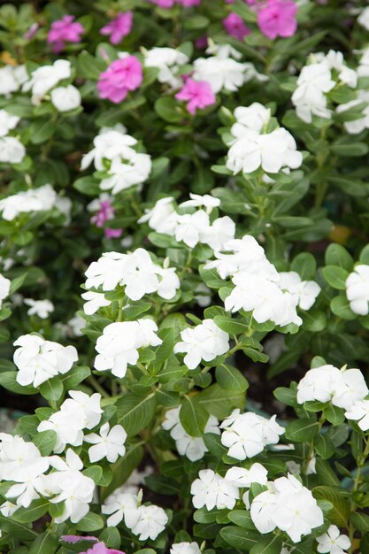 Pequeño jardín de flores.