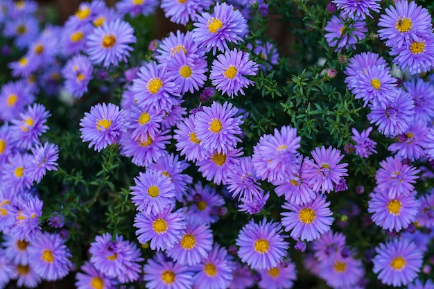 Pequeño jardín violeta Astra flores. Grupo de ásteres alpinos Aster Alpinus. Cerca de la foto. Fotograma completo. Antecedentes