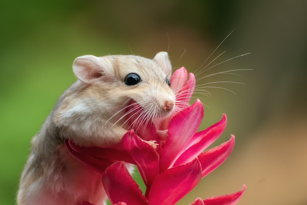 Pequeño jerbo en flor roja