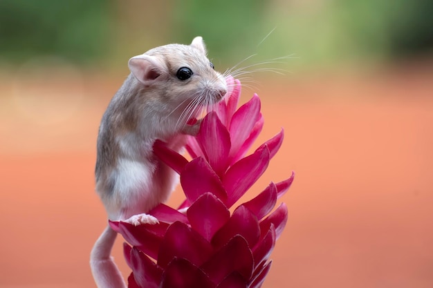 Pequeño jerbo lindo en flores rojas