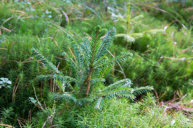 Pequeño joven abeto verde pino planta tocón de aguja bosque bosques musgo. Un abeto crece para Navidad.