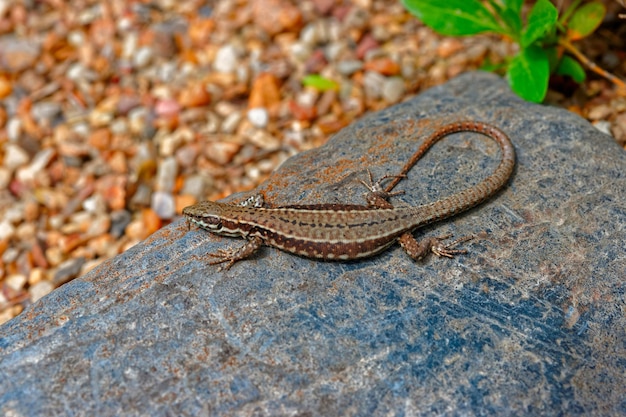 Pequeno lagarto deitado na pedra em um dia ensolarado