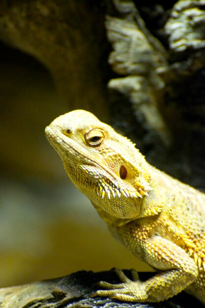 Pequeno lagarto descansando em uma pequena árvore