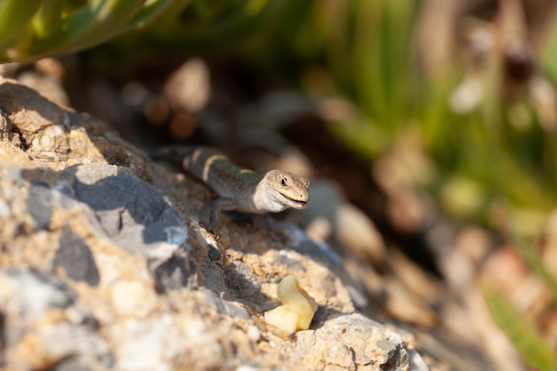 Un pequeño lagarto está sentado sobre una piedra. Naturaleza salvaje